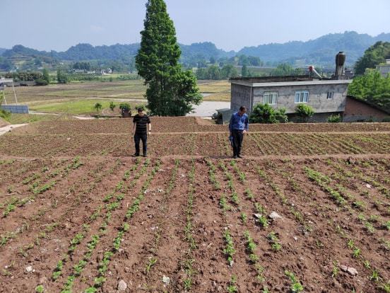 绿园区农业农村局新项目助力农业现代化与乡村振兴齐头并进