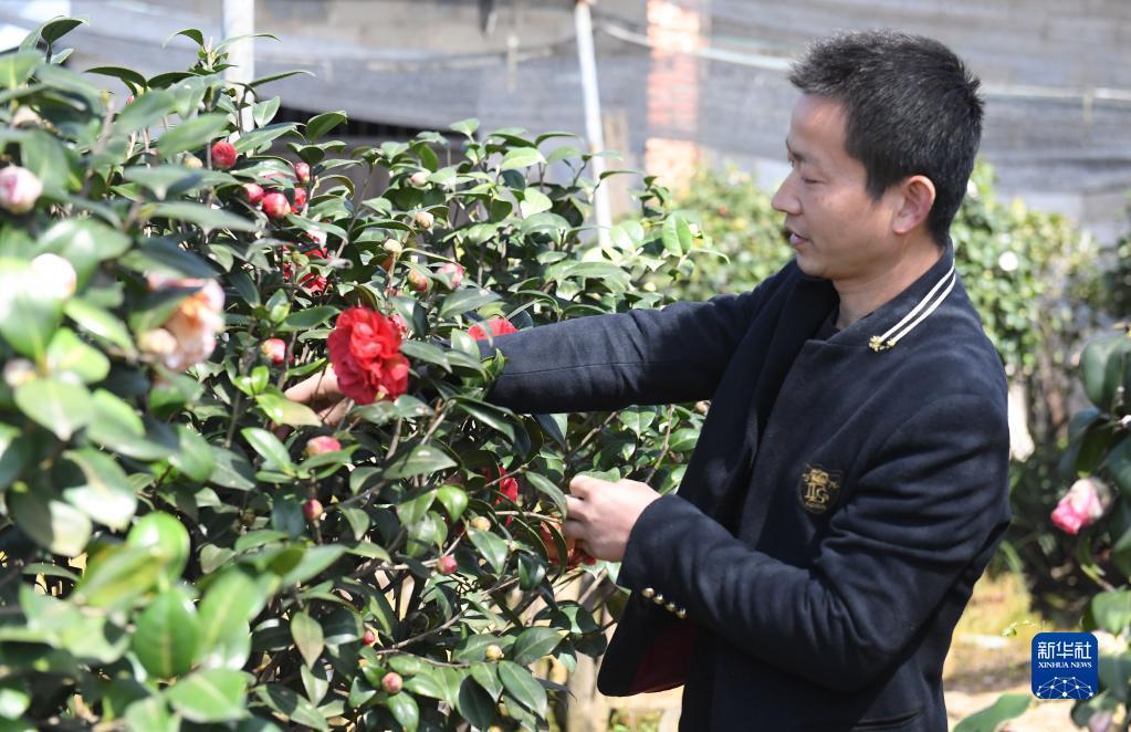 茶花社区最新新闻简报