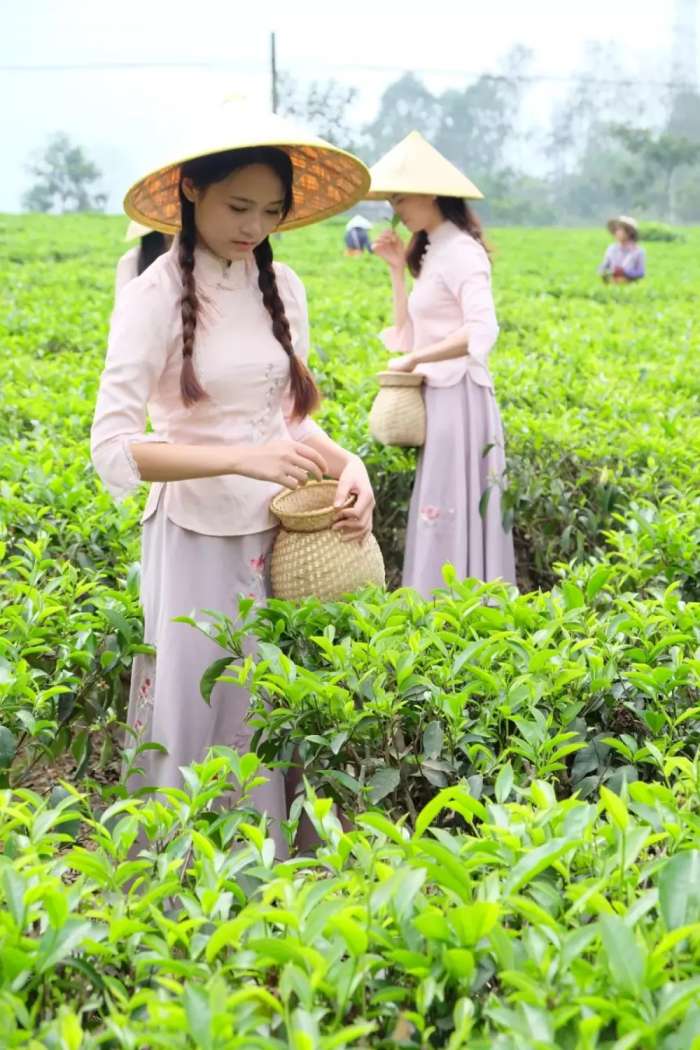 川茶场最新项目，探索与发展之路